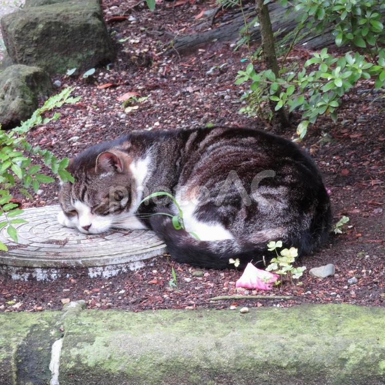 お寺の境内で熟睡するネコ ネコ,動物,哺乳類の写真素材