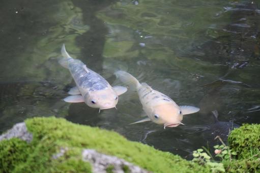 池の水面近くに2匹の鯉 池の水面近くに2匹の鯉の写真