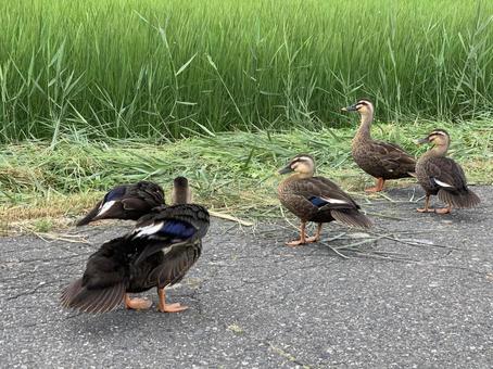 カモの親子 カモの親子の写真