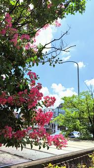 夏の花と晴れた空 夏の花と晴れた空の写真
