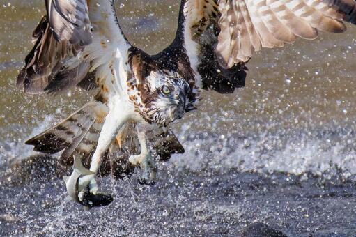 川で漁獲するミサゴ ミサゴ,鶚,ウオタカの写真素材