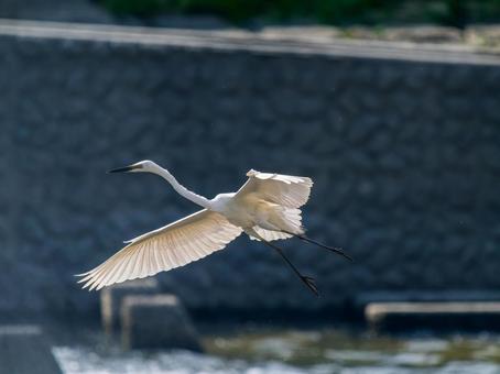 水辺を飛ぶダイサギ 水辺を飛ぶダイサギの写真