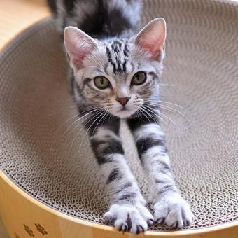 のび~~~っ な子猫 のび~~~っ な子猫 子猫,kitten,ねこの写真素材