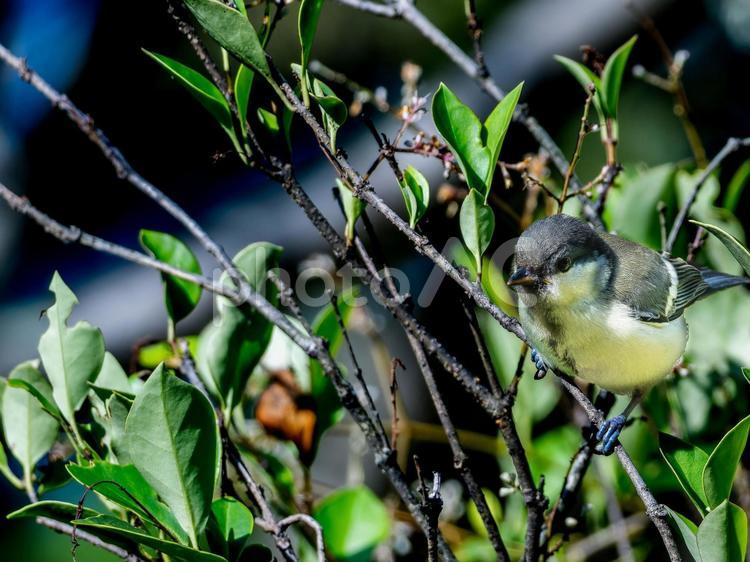 枝にとまるシジュウカラ・コピースペース シジュウカラ,野鳥,鳥の写真素材