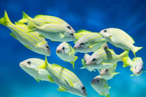 ヨスジフエダイ ヨスジフエダイ,黄色い魚,海魚の写真素材