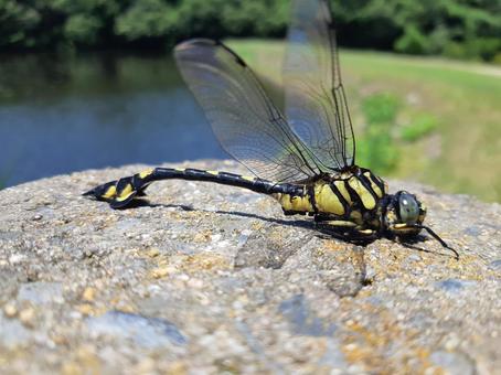 オニヤンマ01 トンボ,昆虫,虫の写真素材