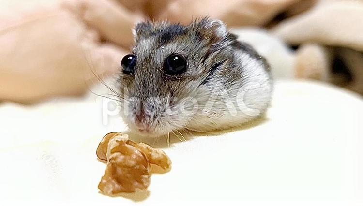 胡桃を食べてるジャンガリアンハムスター クルミ,ジャンガリアンハムスター,ハムスターの写真素材