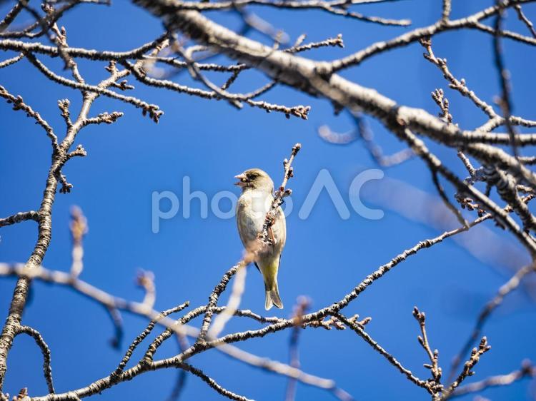 エサをくわえたカワラヒワさん 枝,エサ,くわえるの写真素材