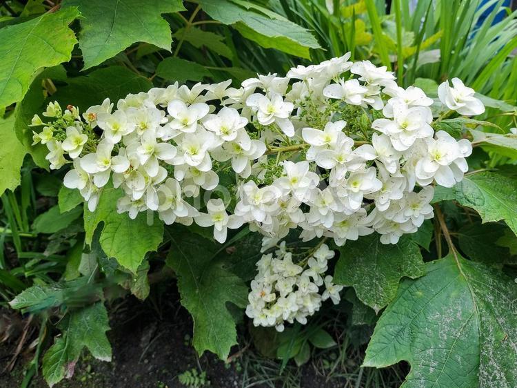 カシワバアジサイ　鎌倉　明月院にて 明月院,カシワバアジサイ,柏葉紫陽花の写真素材