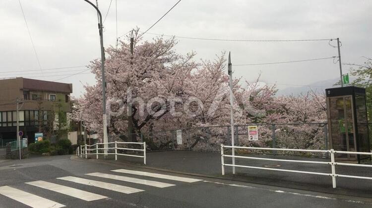 公園の桜が満開 ビル,交通機関,何人もありませんの写真素材