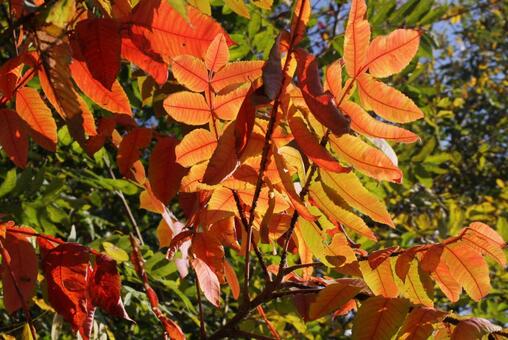 秋 紅葉 秋 紅葉の写真
