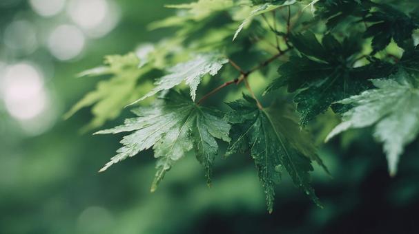 夏の訪れを感じる青もみじ 夏の訪れを感じる青もみじの写真