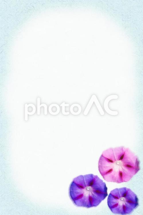 暑中見舞い背景　あさがお 暑中見舞い,背景,あさがおの写真素材