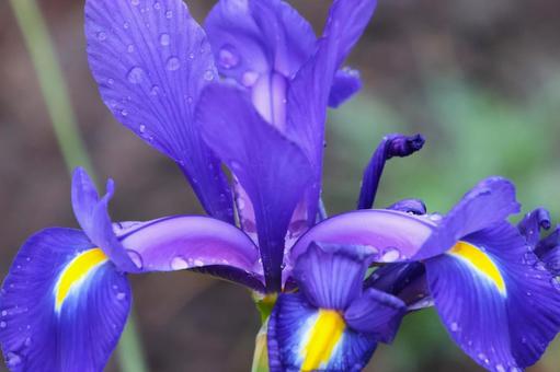 4月下旬の庭の雨上がりのハナショウブの花 4月下旬の庭の雨上がりのハナショウブの花の写真