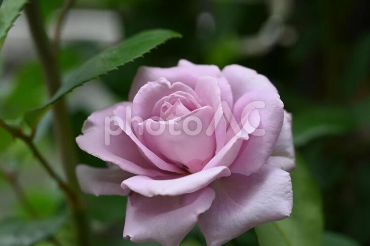 自家栽培の薔薇 ばら,バラ,薔薇の写真素材
