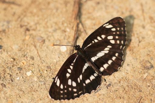 ホシミスジ ホシミスジ,チョウ,蝶の写真素材