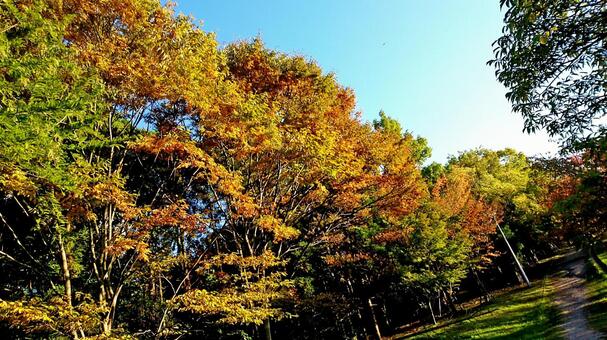 紅葉20 紅葉20の写真