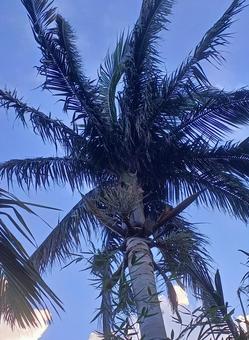 Photo, palm, coconut, palmae (palm family of plants), 