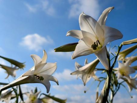 花 青空に咲くユリ 花 青空に咲くユリ 花,ユリ,百合の写真素材