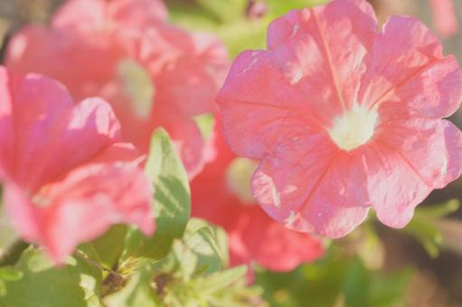 夕日のピンクのペチュニア 夕日のピンクのペチュニアの写真