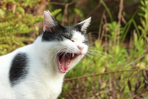 あくびする白黒猫 あくびする白黒猫の写真