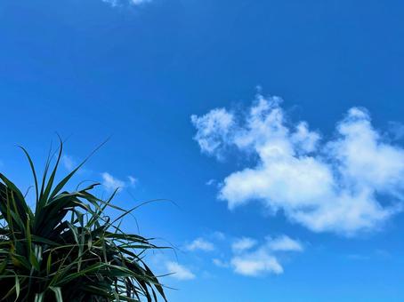 Sky and palm trees, sky, a spider, sky, JPG