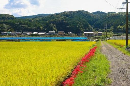 田んぼの風景3・秋 田んぼの風景3・秋 田んぼ,水田,稲の写真素材