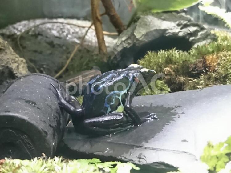 飛び出し準備のカエルPart2 水域,自然,何人もありませんの写真素材