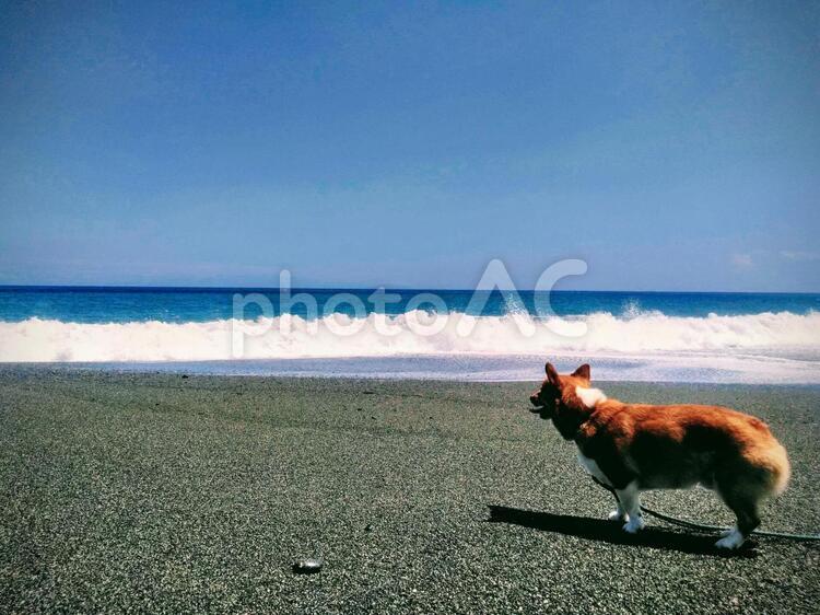 コーギーと夏の海 犬,コーギー,海の写真素材