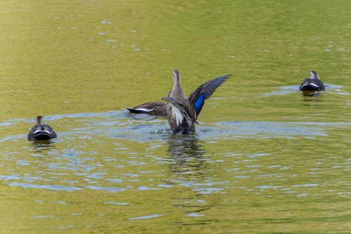 水面で羽ばたくカルガモ カルガモ,鳥,野鳥の写真素材