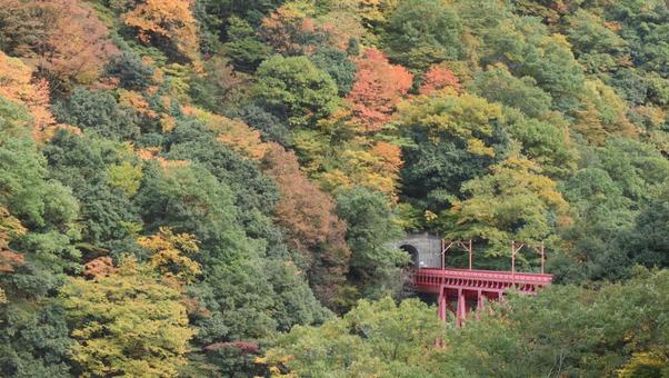 黒部峡谷に秋を訪ねて 秋,風景,自然の写真素材