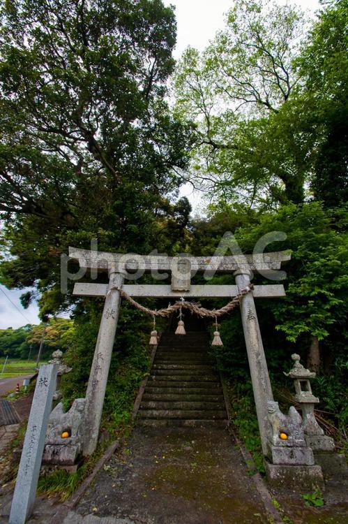 神秘的な田舎の神社 神社,鳥居,苔の写真素材