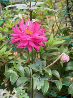 ピンクの秋明菊の写真