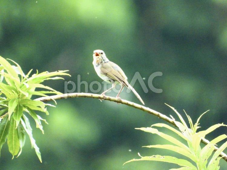 枝につかまり鳴くウグイス 鳥,野鳥,ウグイスの写真素材