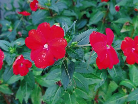 インパチェンスの花の写真