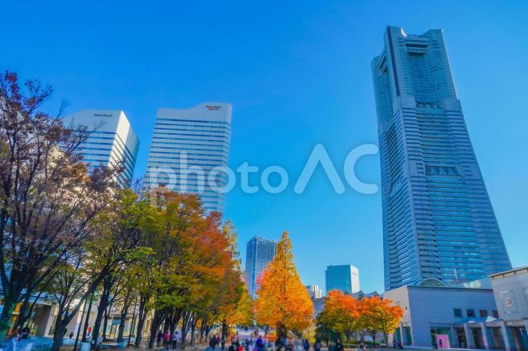 秋の並木道とビル群 横浜,みなとみらい,街路樹の写真素材