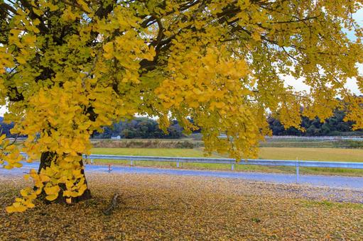 銀杏 銀杏,紅葉,秋の写真素材