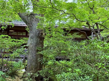 木々の合間から見えるレストランの母屋 木々の合間から見えるレストランの母屋 日本庭園,京都,緑の写真素材