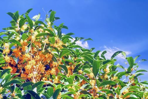 秋晴れの青空に映えるキンモクセイ 秋晴れの青空に映えるキンモクセイ キンモクセイ,花木,秋の写真素材
