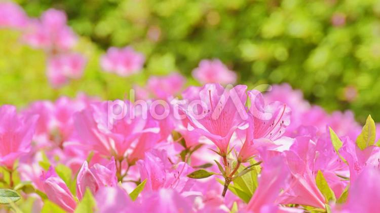 太陽の光を浴びるツツジの花 つつじ,ツツジ,太陽の写真素材