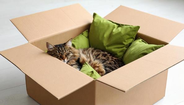 段ボール箱の中で眠る猫 段ボール箱の中で眠る猫の写真