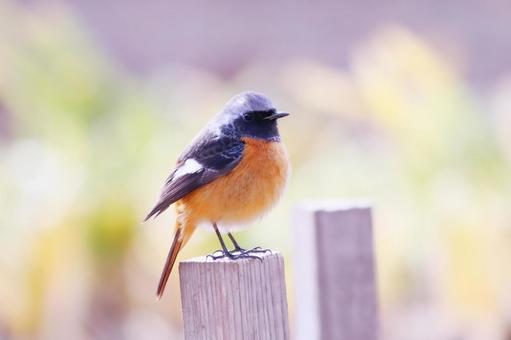 緑の背景とこっちを見つめるジョウビタキ 緑の背景とこっちを見つめるジョウビタキ 鳥,ジョウビタキ,冬の写真素材
