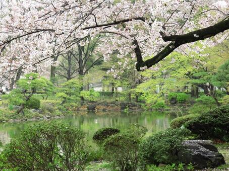 桜と庭園 桜と庭園の写真