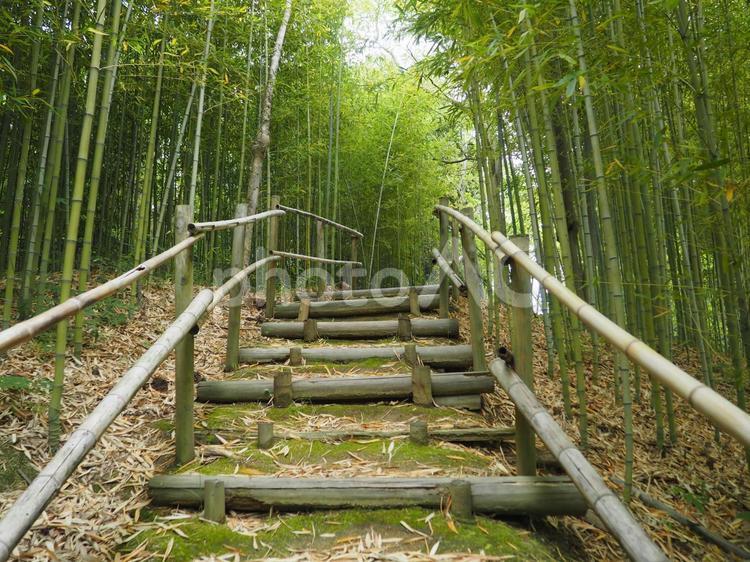 竹林の中を抜ける階段 竹林,竹,竹藪の写真素材
