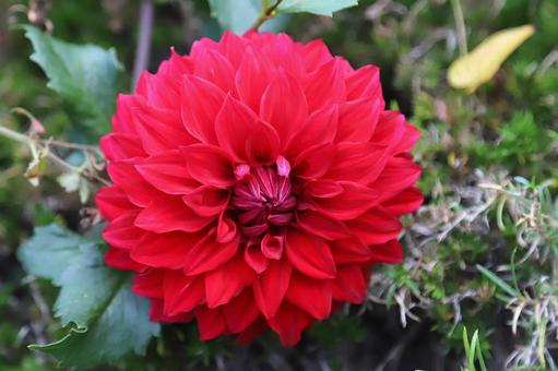 ダリヤの花 ダリヤの花 植物,花,自然の写真素材