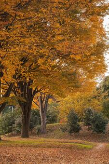 黄色く色づいたケヤキの大木と落ち葉の絨毯 紅葉,黄葉,秋の写真素材