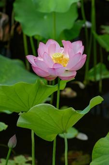 蓮 蓮 蓮,ハス,上野公園の写真素材