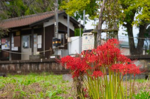 彼岸花のある風景 北条鉄道 彼岸花のある風景 北条鉄道の写真