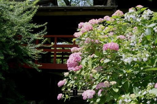 Hydrangea, JPG Hydrangea, JPG