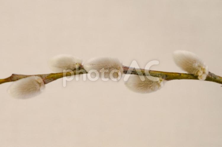 たくさんのネコヤナギ 観葉植物,綺麗,植物の写真素材
